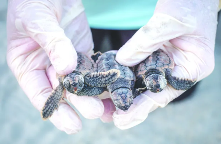 Georgia has record sea turtle nesting season